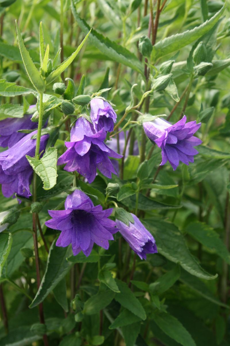 Nesselglockenblume Bernice