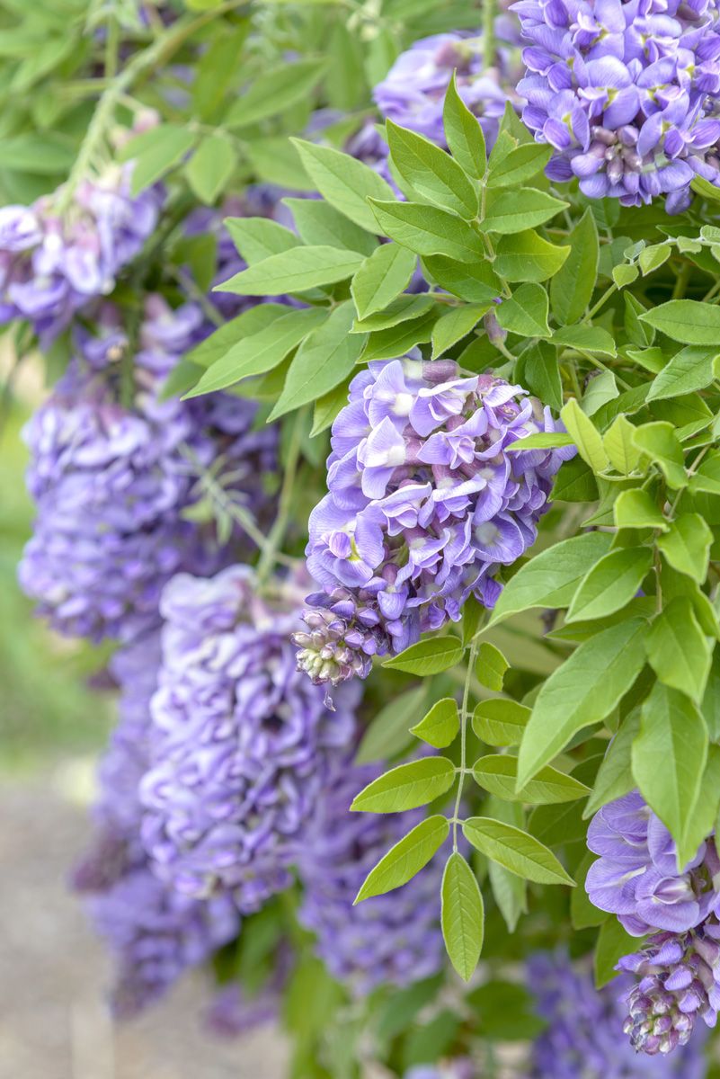 Amerikanischer Blauregen Amethyst Falls® Amerikanischer Blauregen Amethyst Falls®