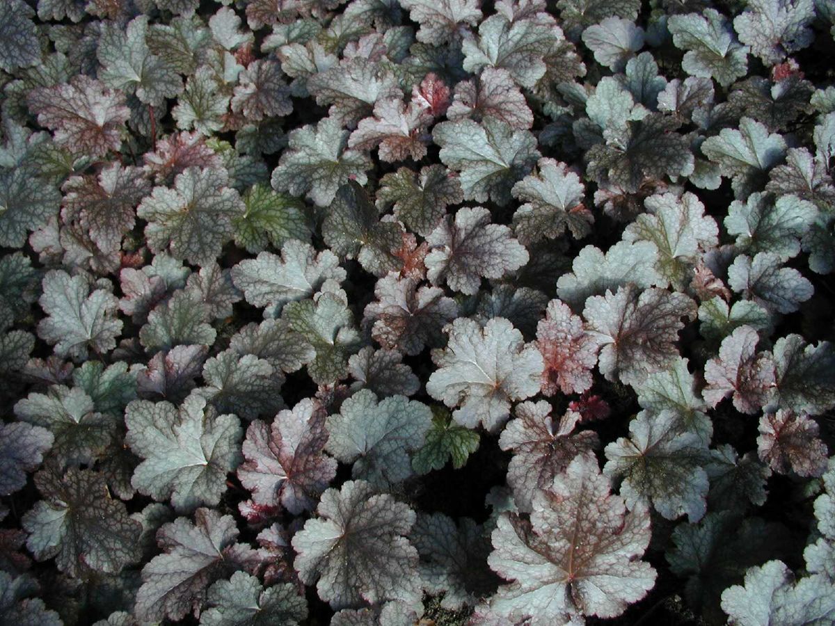 Purpurglöckchen Plum Pudding Purpurglöckchen Plum Pudding