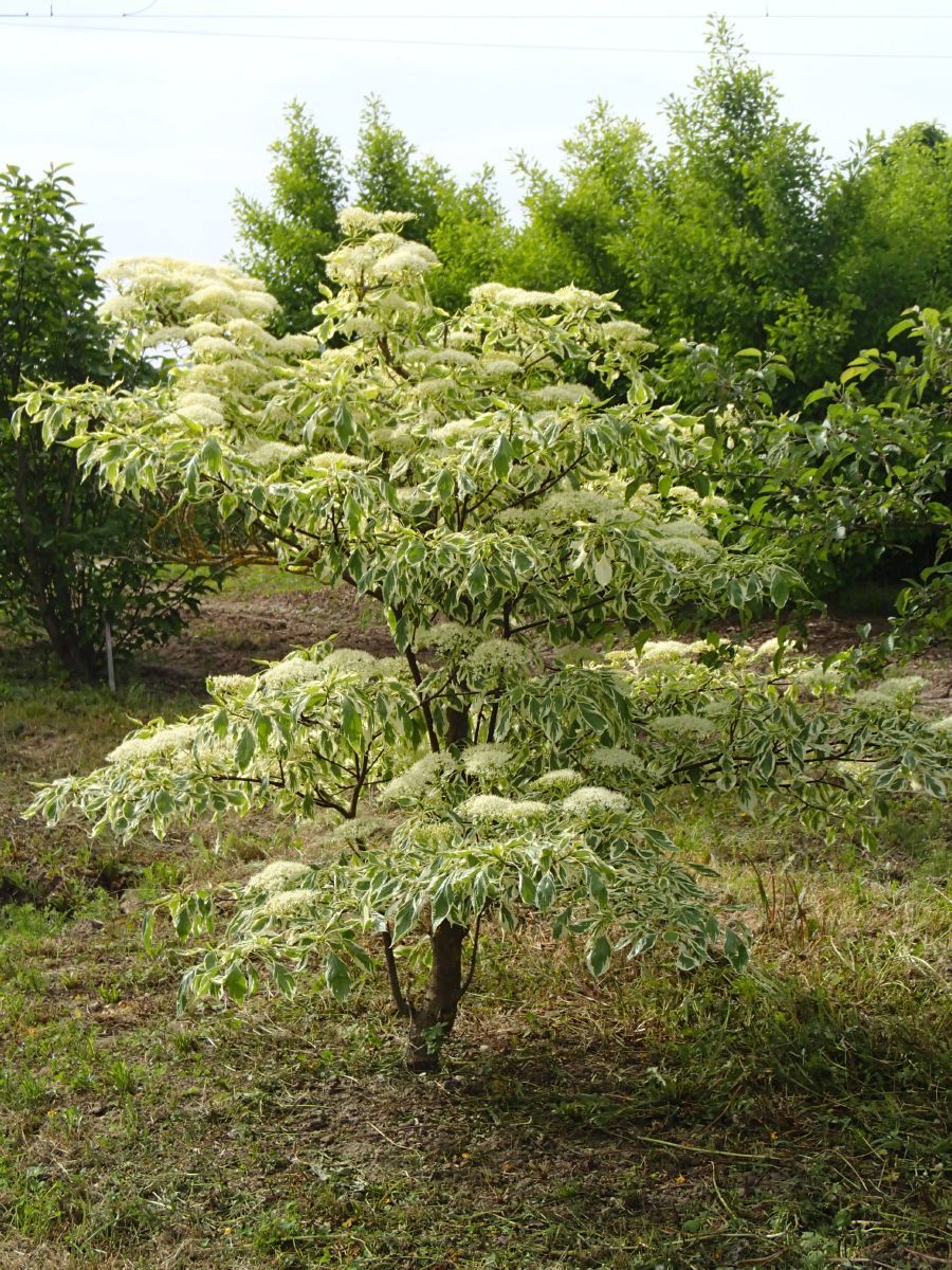 Buntblättriger Pagodenhartriegel Variegata Buntblättriger Pagodenhartriegel Variegata
