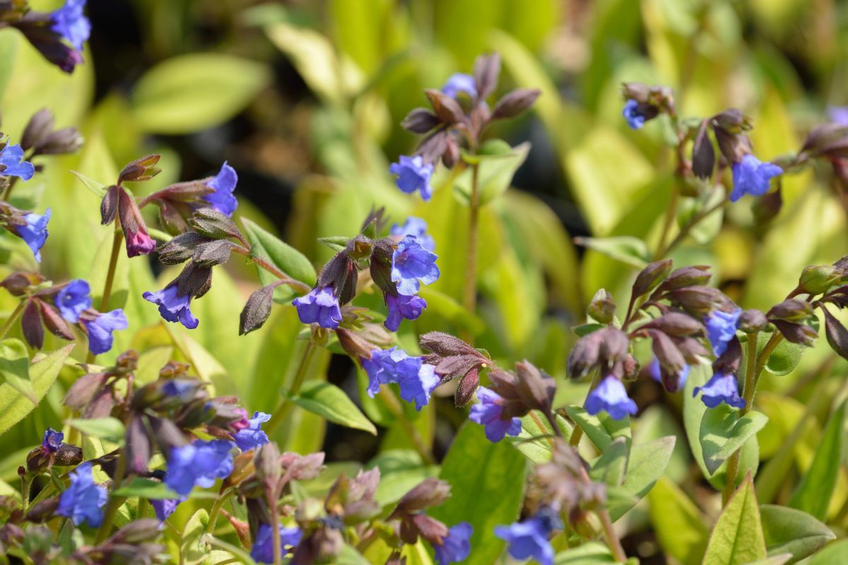 Lungenkraut Blue Ensigne