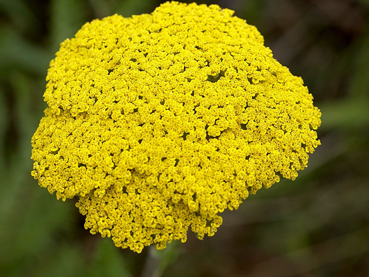 Schafgarbe, Goldgarbe Parker's Variety