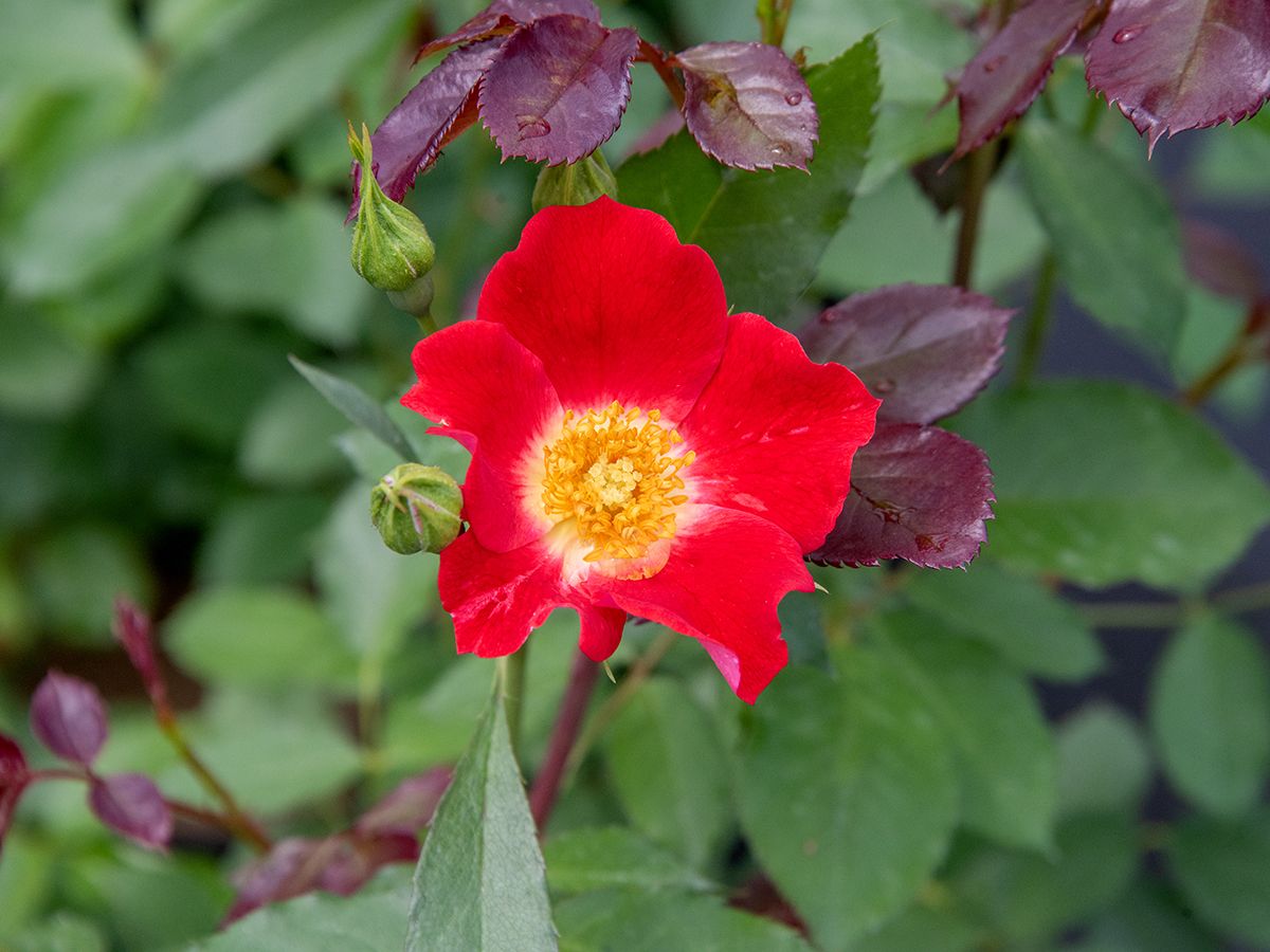 Eyepaint® Strauchrose (öfter blühend)