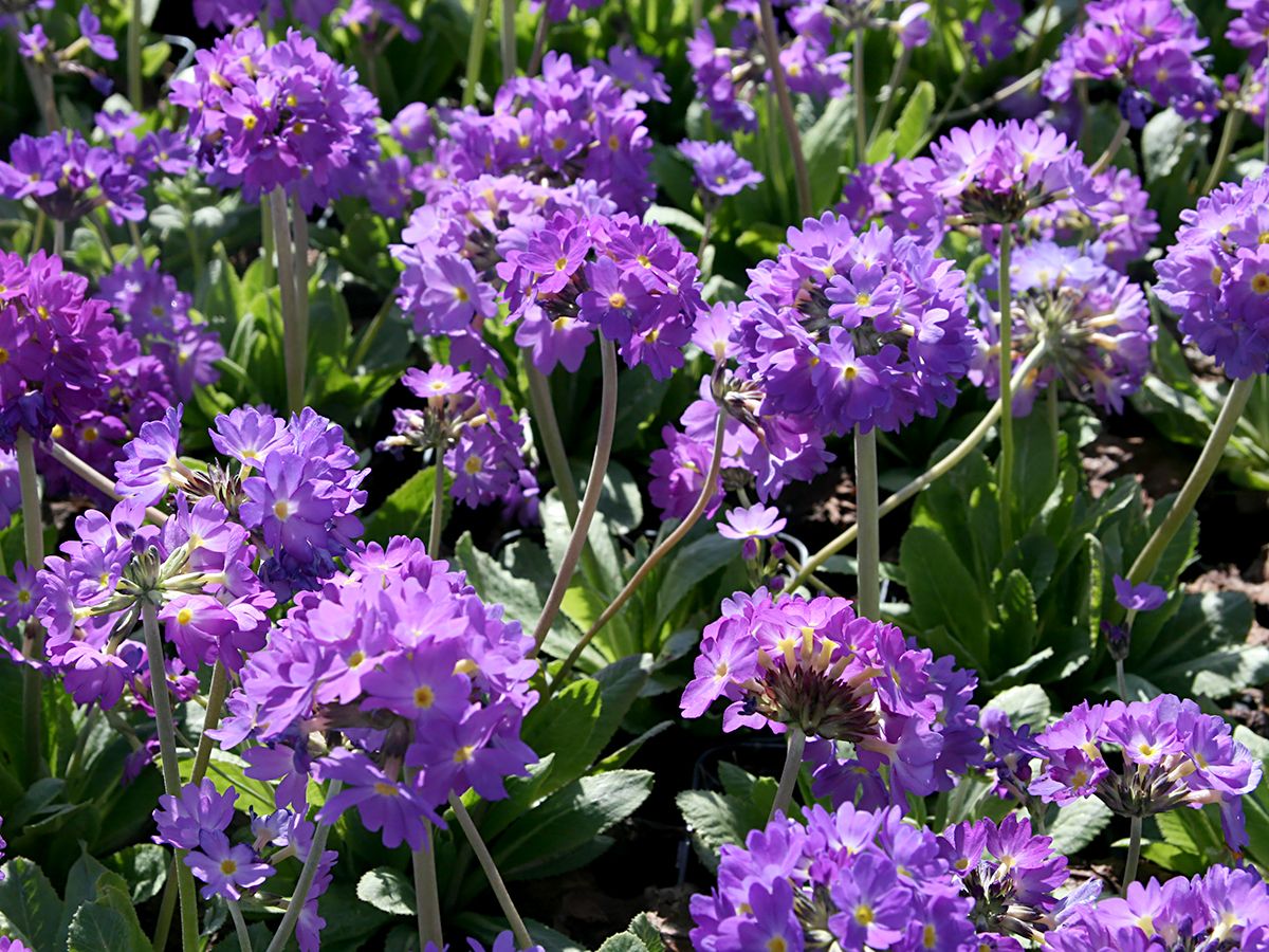 Kugelprimel Grandiflora