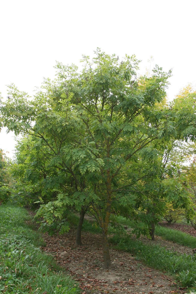 Asiatisches Gelbholz