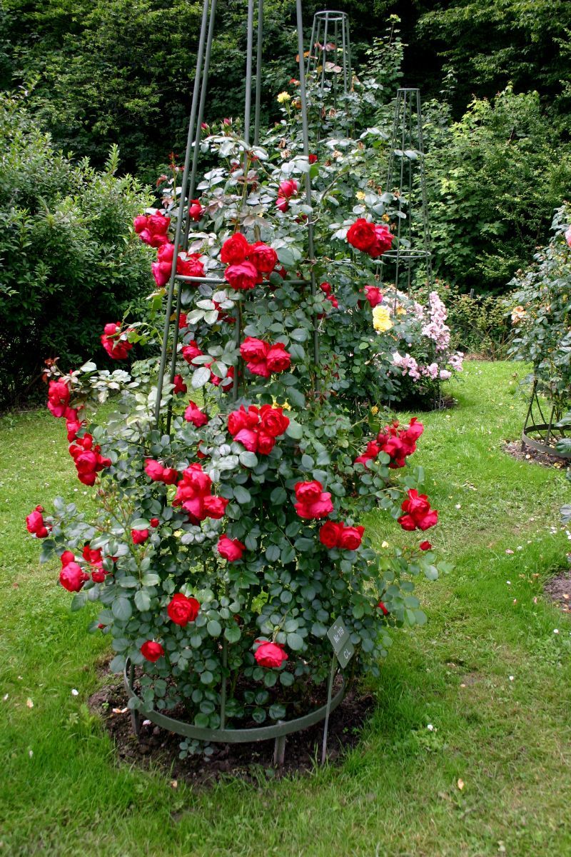 Florentina Kletterrose Florentina Kletterrose