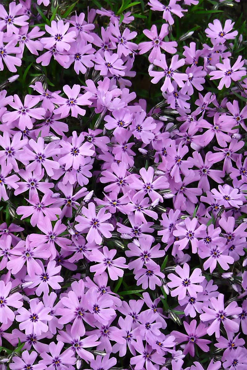 Teppichphlox Purple Beauty Teppichphlox Purple Beauty
