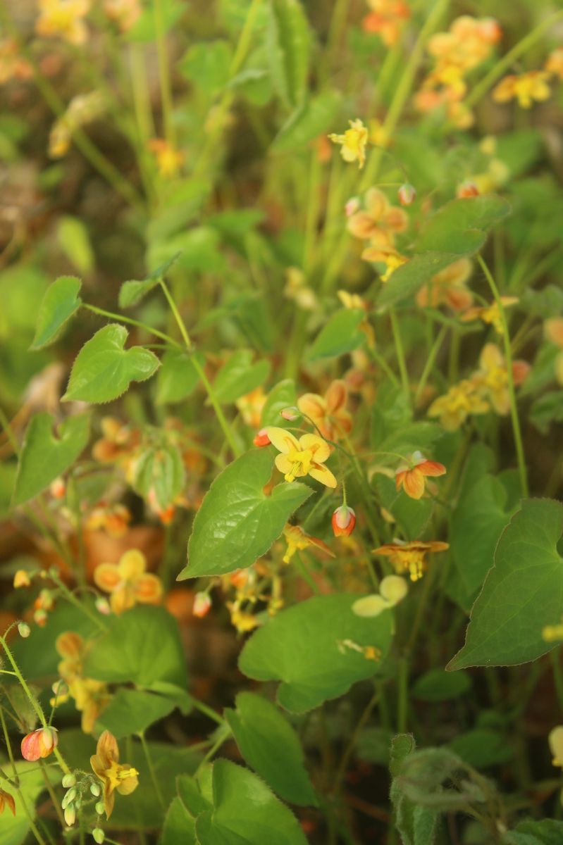 Elfenblume, Sockenblume Orangekönigin