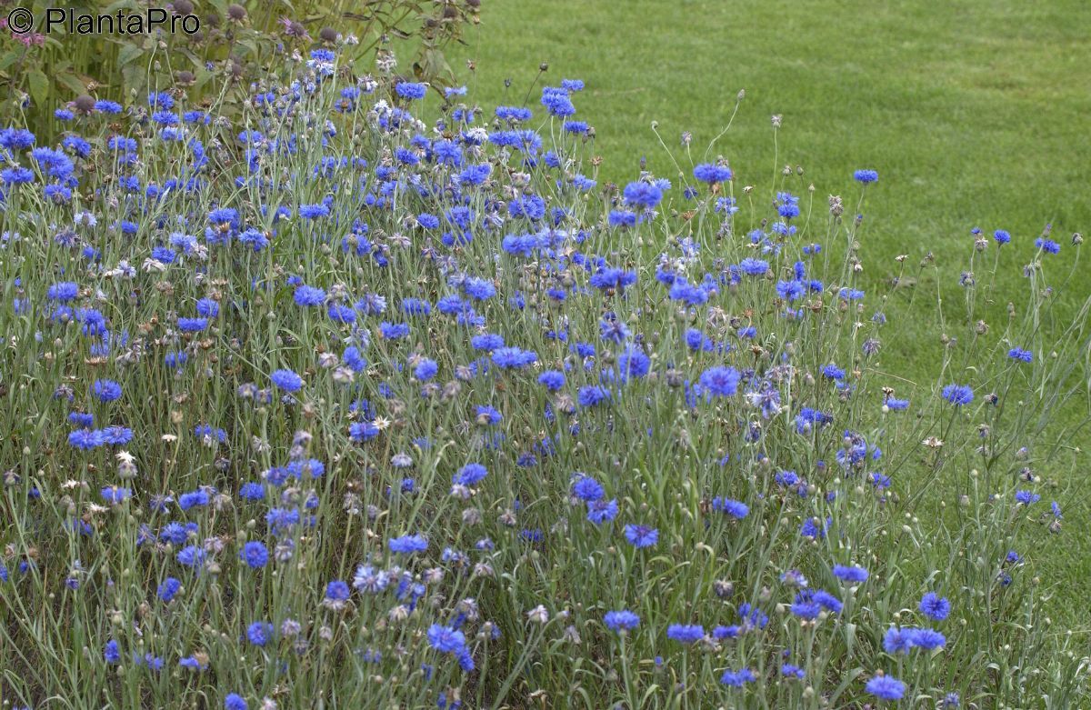Kornblume