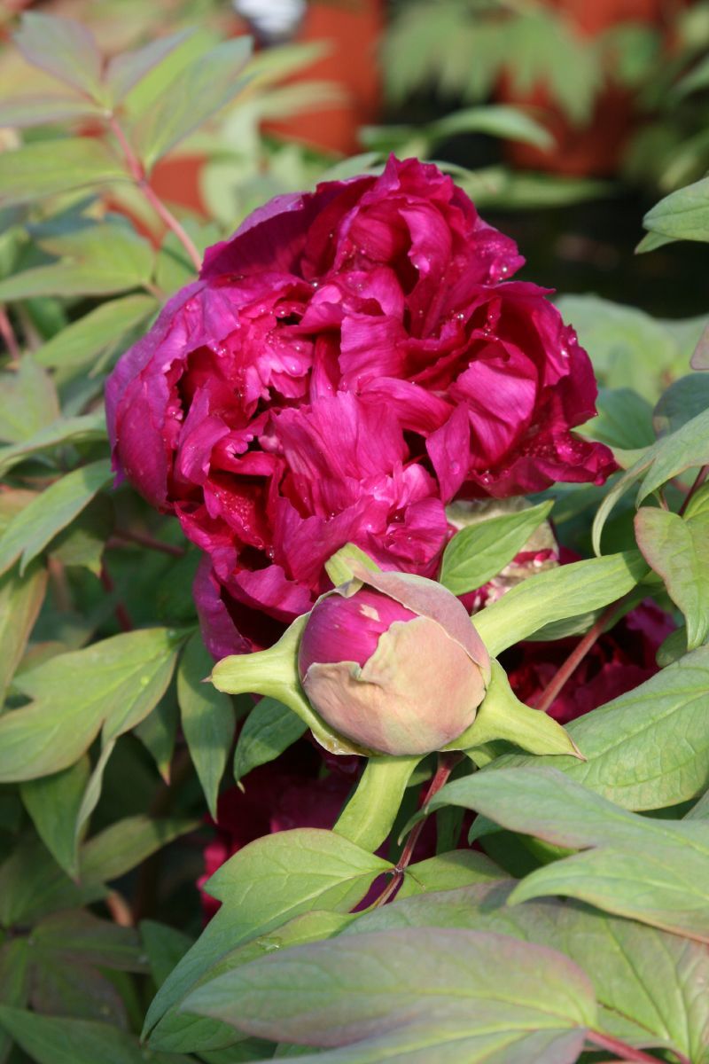 Baumpfingstrose Kokamon, Paeonia suffruticosa Kokamon | Hauenstein AG