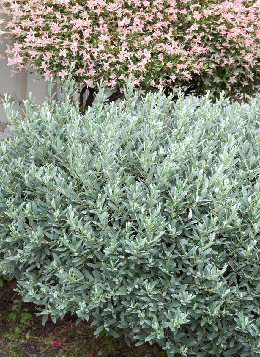 Schweizerweide Schweizerweide