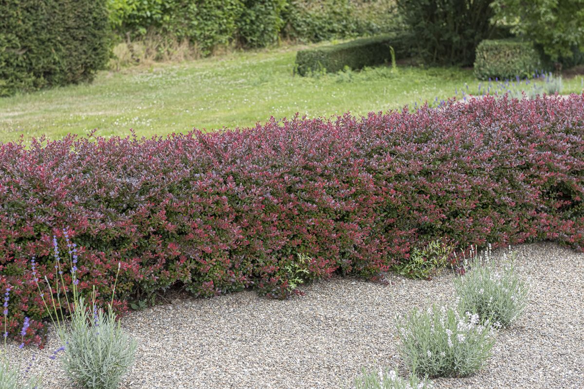 Rotblättrige Zwergberberitze Atropurpurea Nana