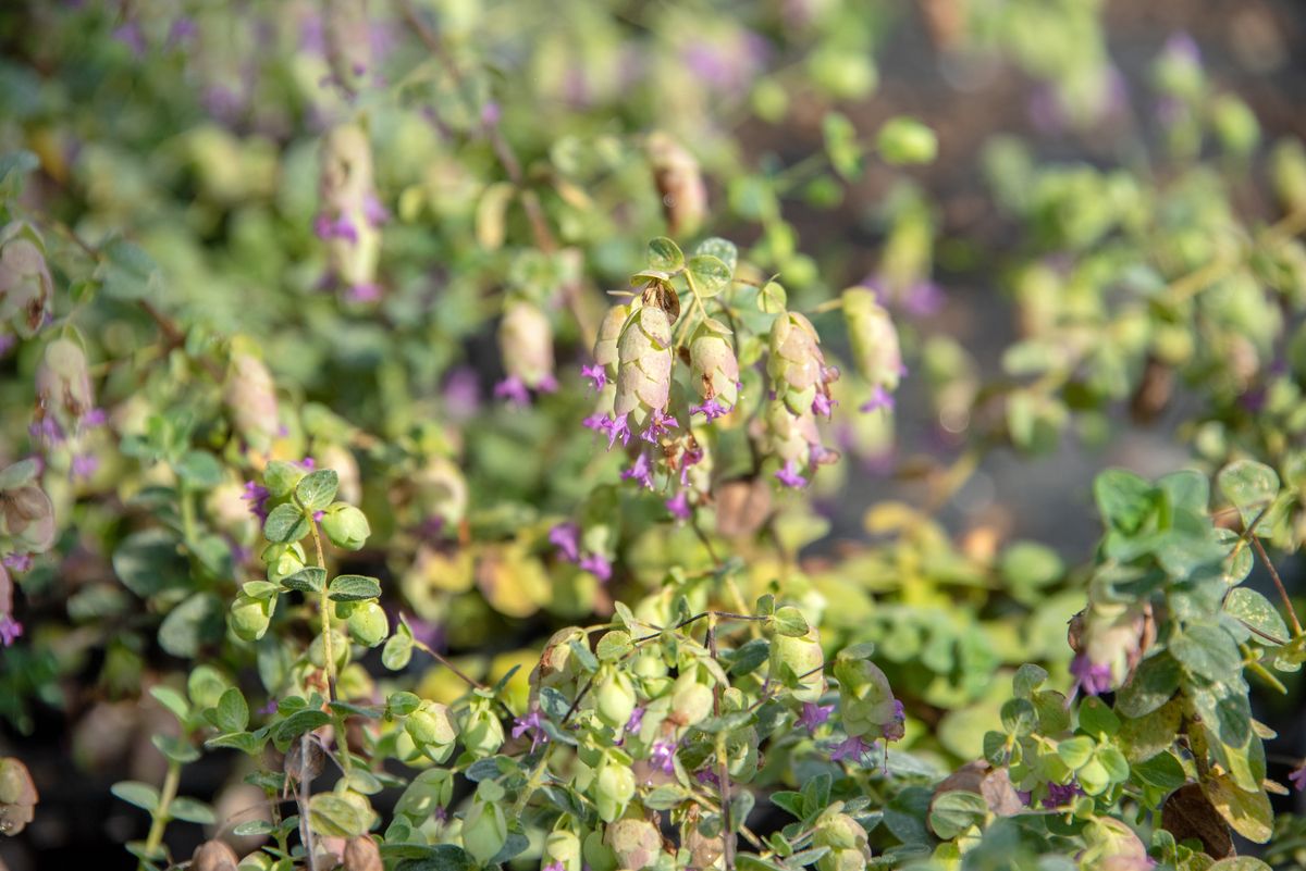 Hopfenoregano Amthyst Falls