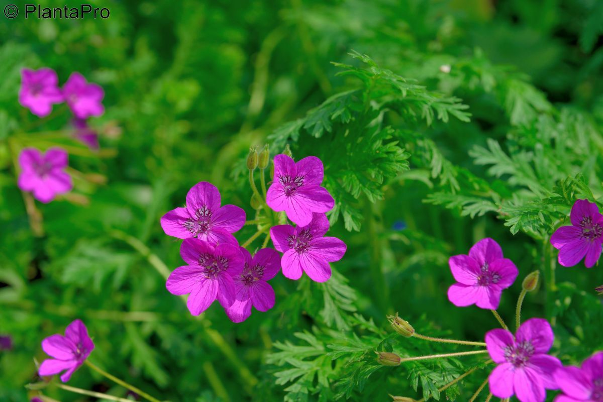 Pyrenäenreiherschnabel