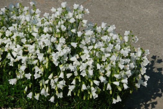 Niedliche Glockenblume Alba Niedliche Glockenblume Alba