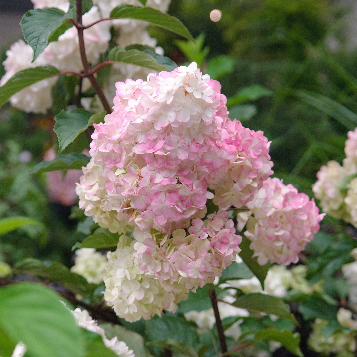Rispenhortensie Vanille Fraise Rispenhortensie Vanille Fraise