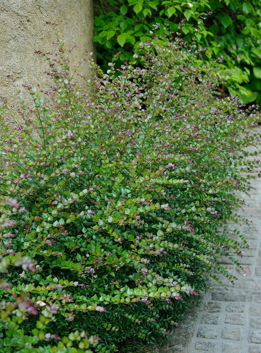 Heckenkirsche Red Tips