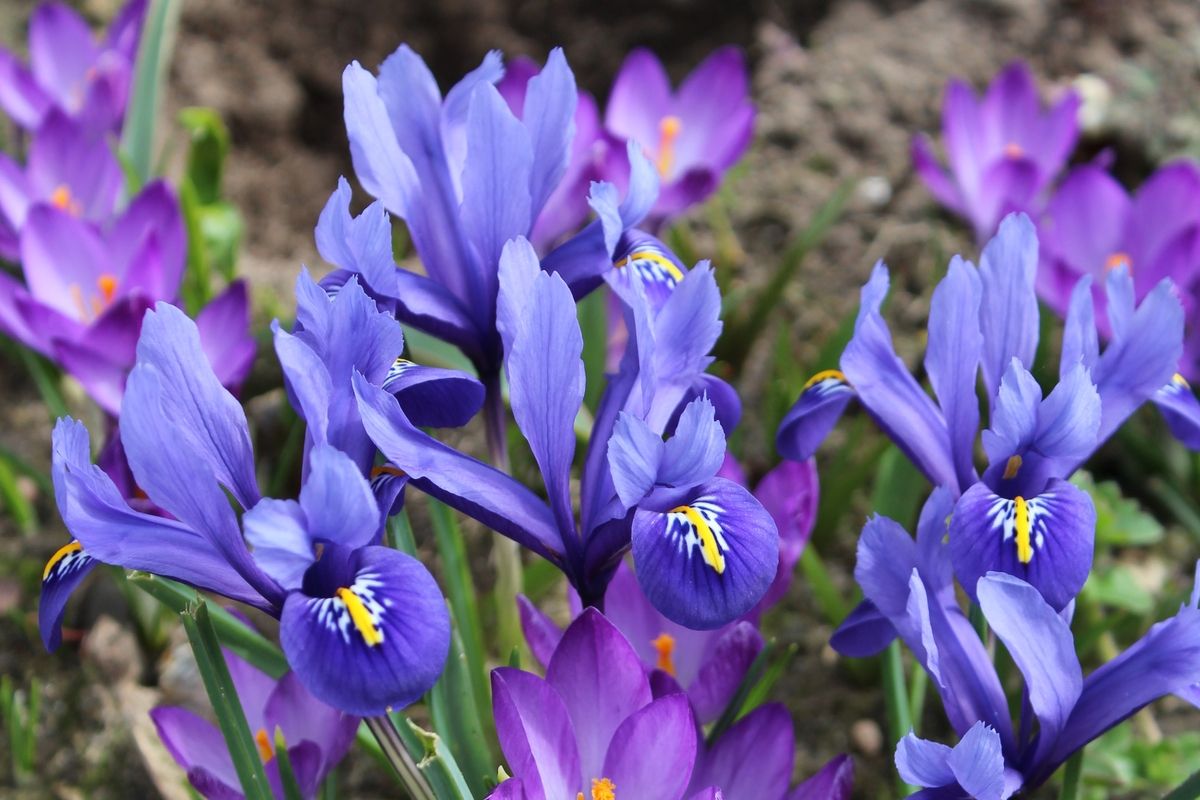 Zwerg-Iris Harmony