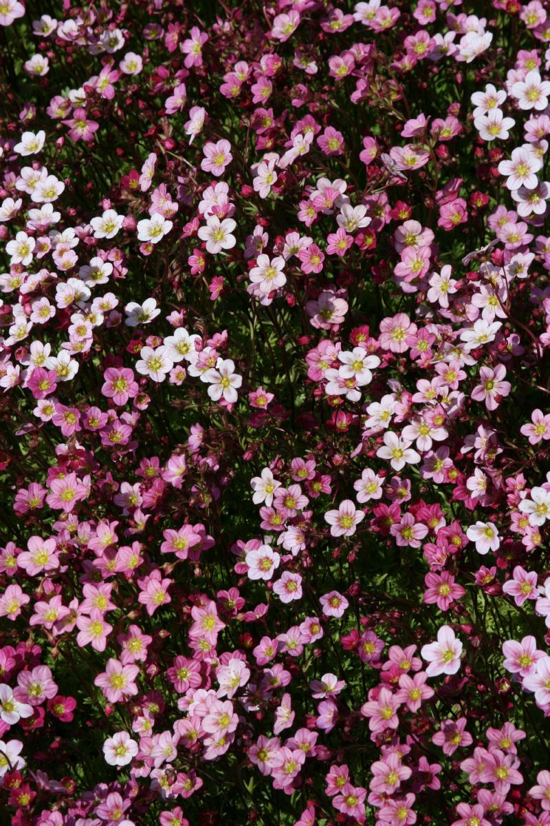 Steinbrech Blütenteppich