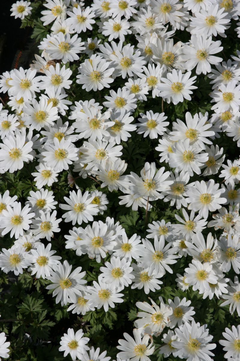 Strahlenanemone White Splendour Strahlenanemone White Splendour