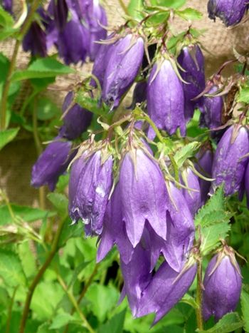Grossblumige Glockenblume Grossblumige Glockenblume