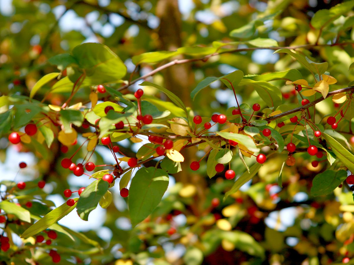 Zierapfel Sargentii Zierapfel Sargentii