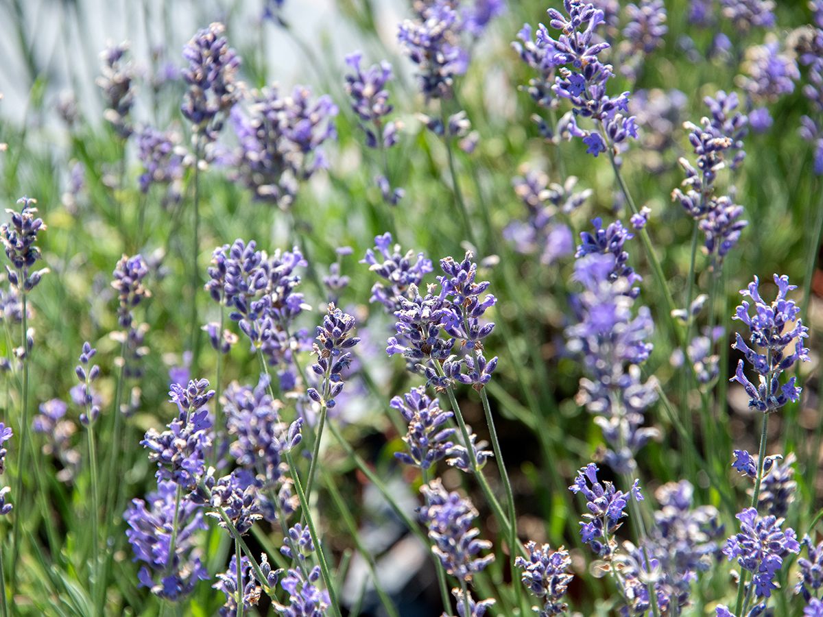 Lavendel Munstead Lavendel Munstead