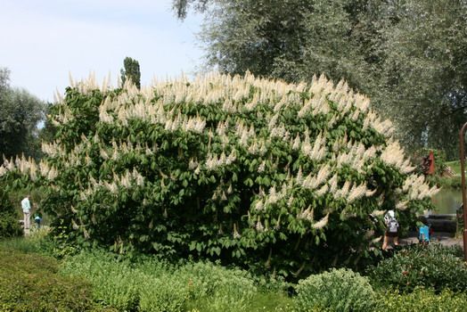 Strauchkastanie Strauchkastanie