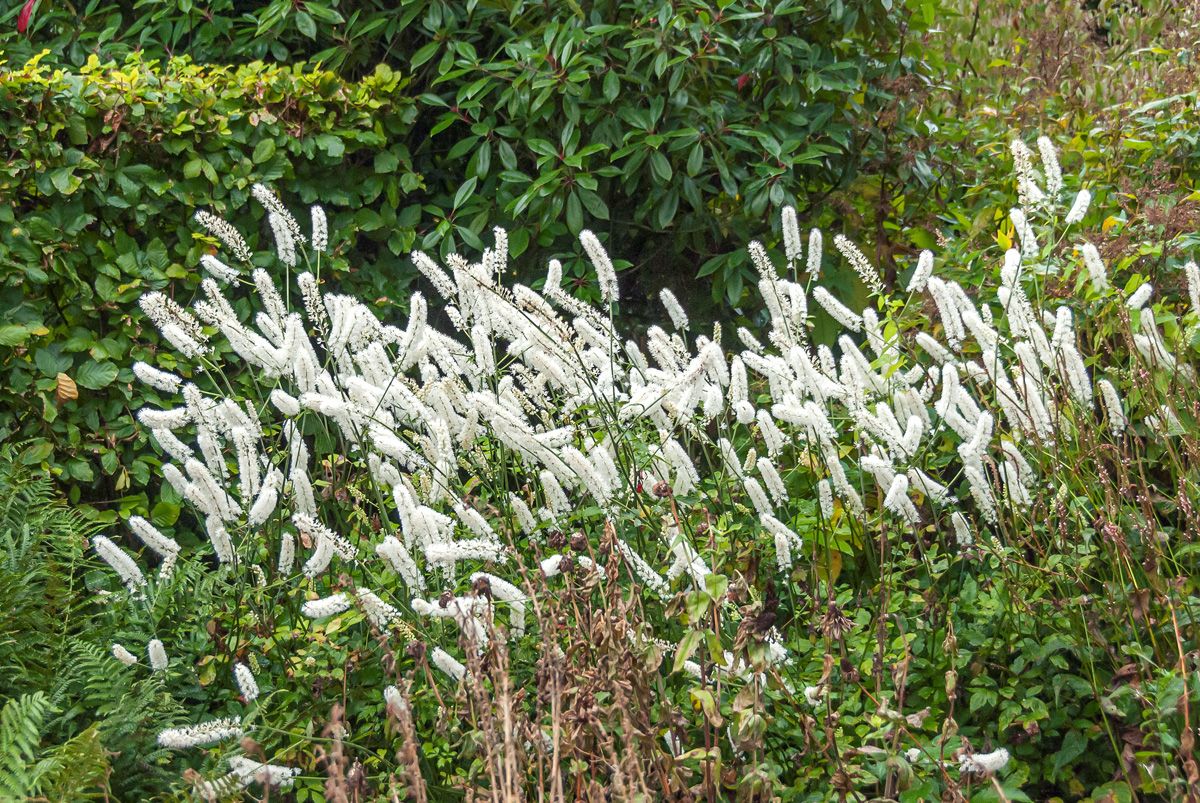 Silberkerze White Pearl