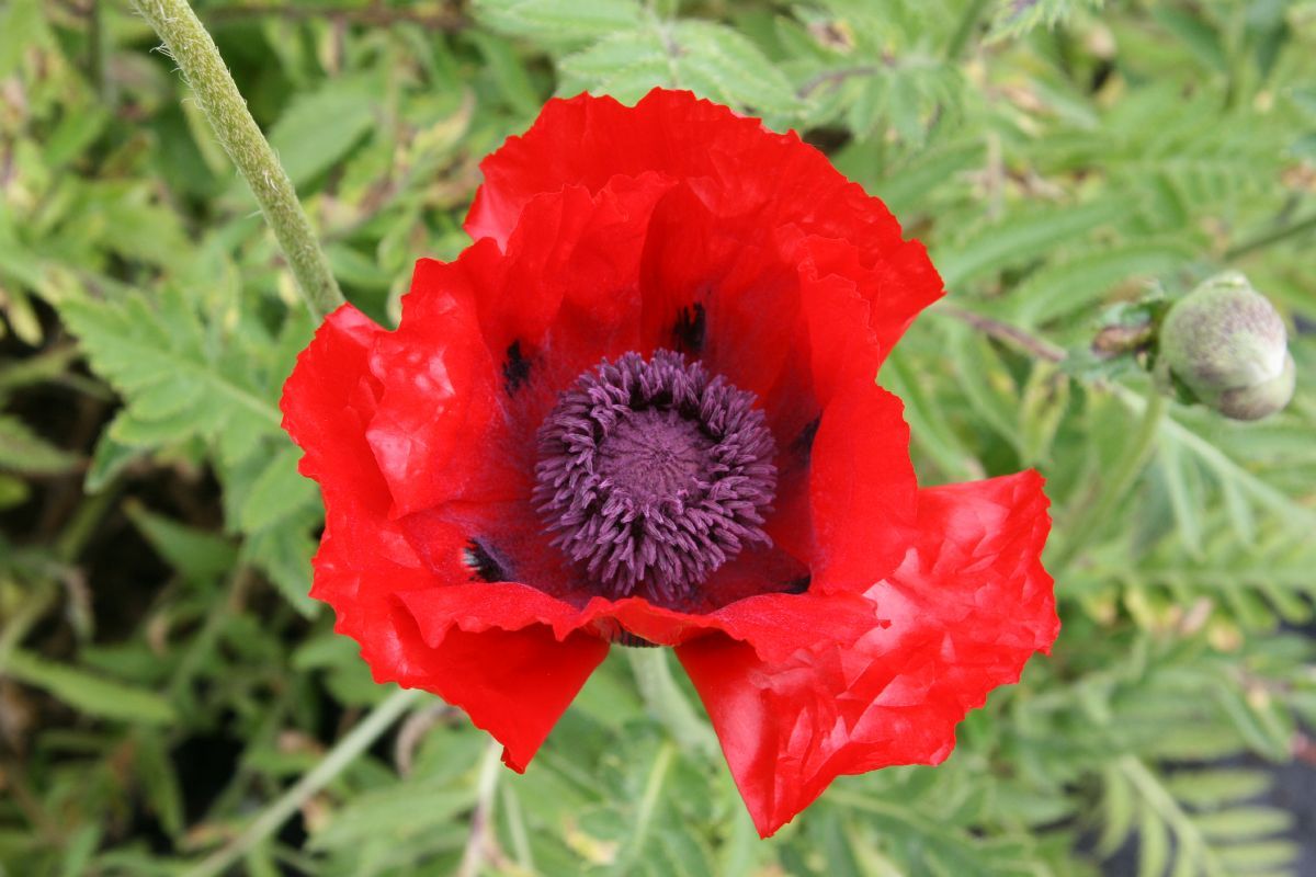 Türkenmohn Beauty of Livermeere