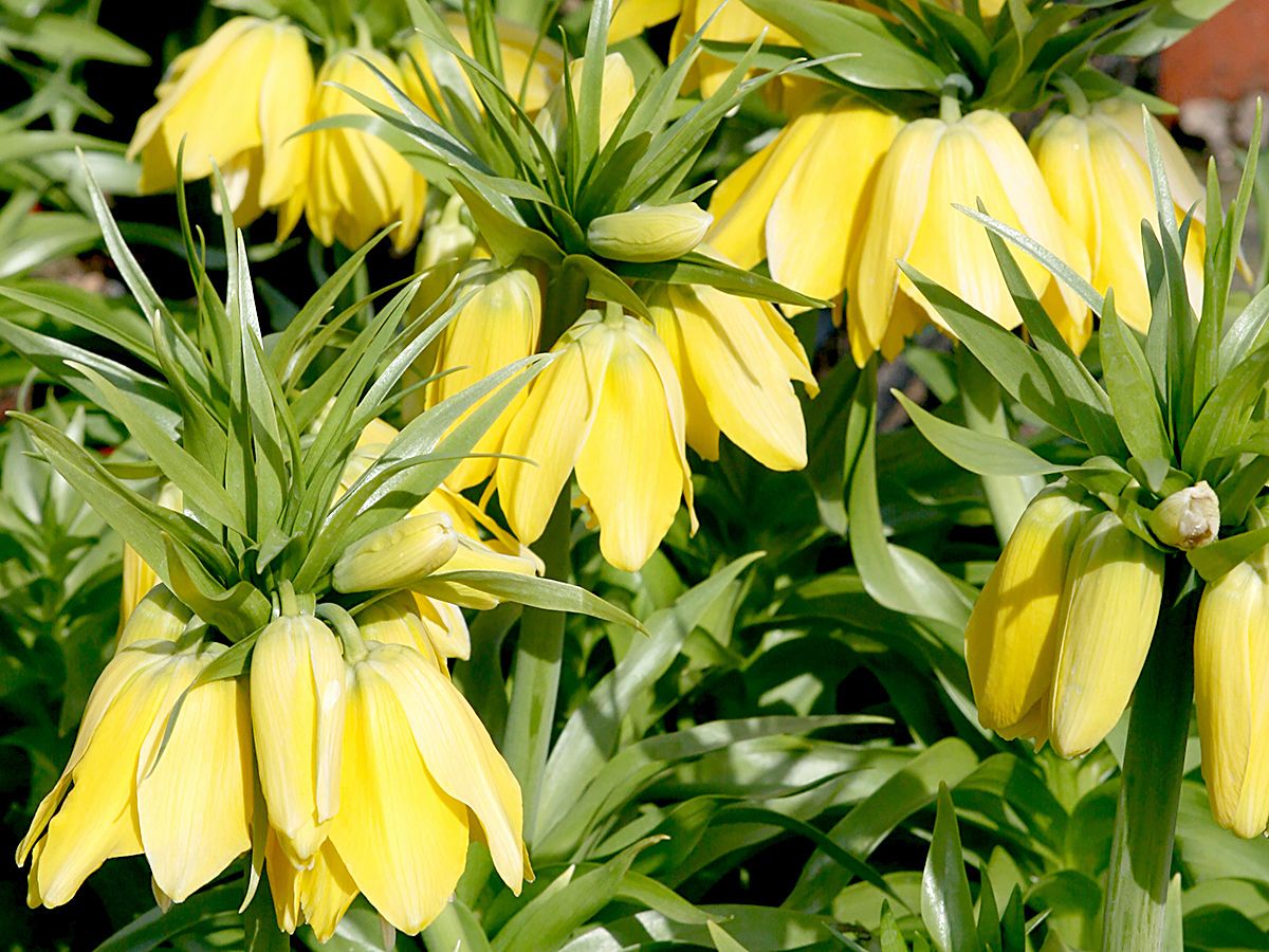 Kaiserkrone Lutea Kaiserkrone Lutea