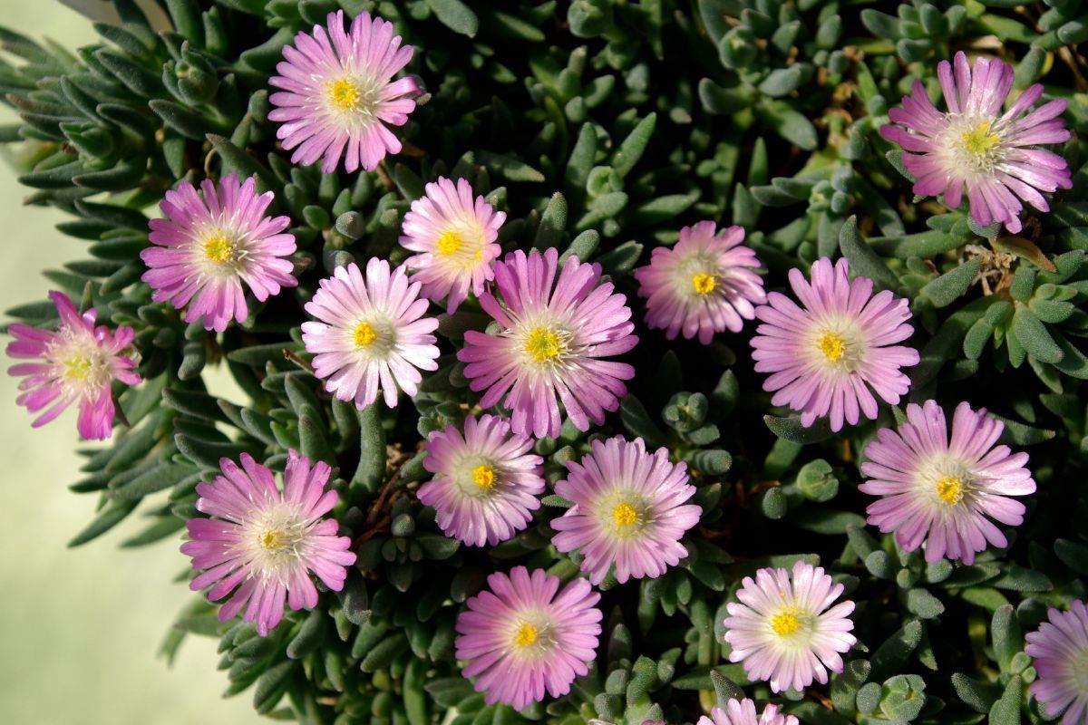Mittagsblume Jewel of Desert Rosenquarz