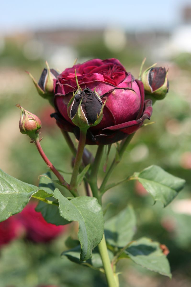 Gräfin von Hardenberg® Romantische Rose (Strauchrose, sehr starker Duft) Gräfin von Hardenberg® Romantische Rose (Strauchrose, sehr starker Duft)