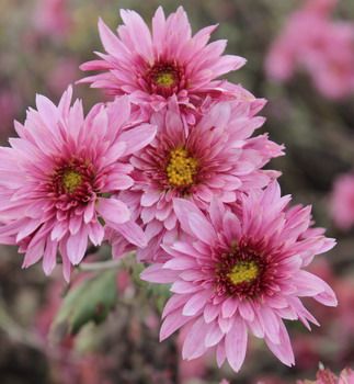 Winteraster Beppie Purpur