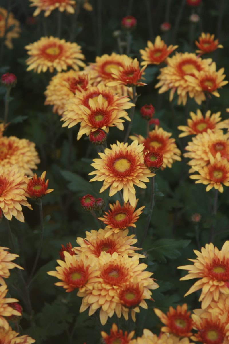 Winteraster Beppie Orange