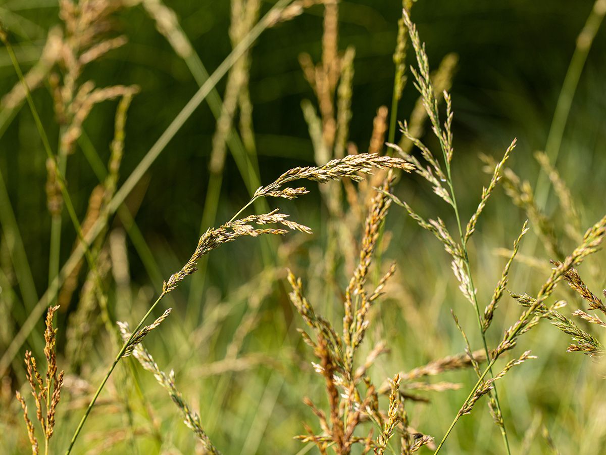 Rohrpfeifengras Windspiel Rohrpfeifengras Windspiel