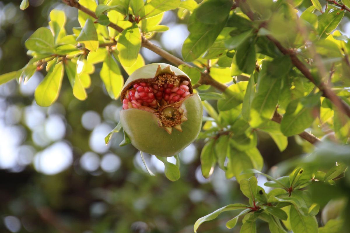 Granatapfel Granatapfel