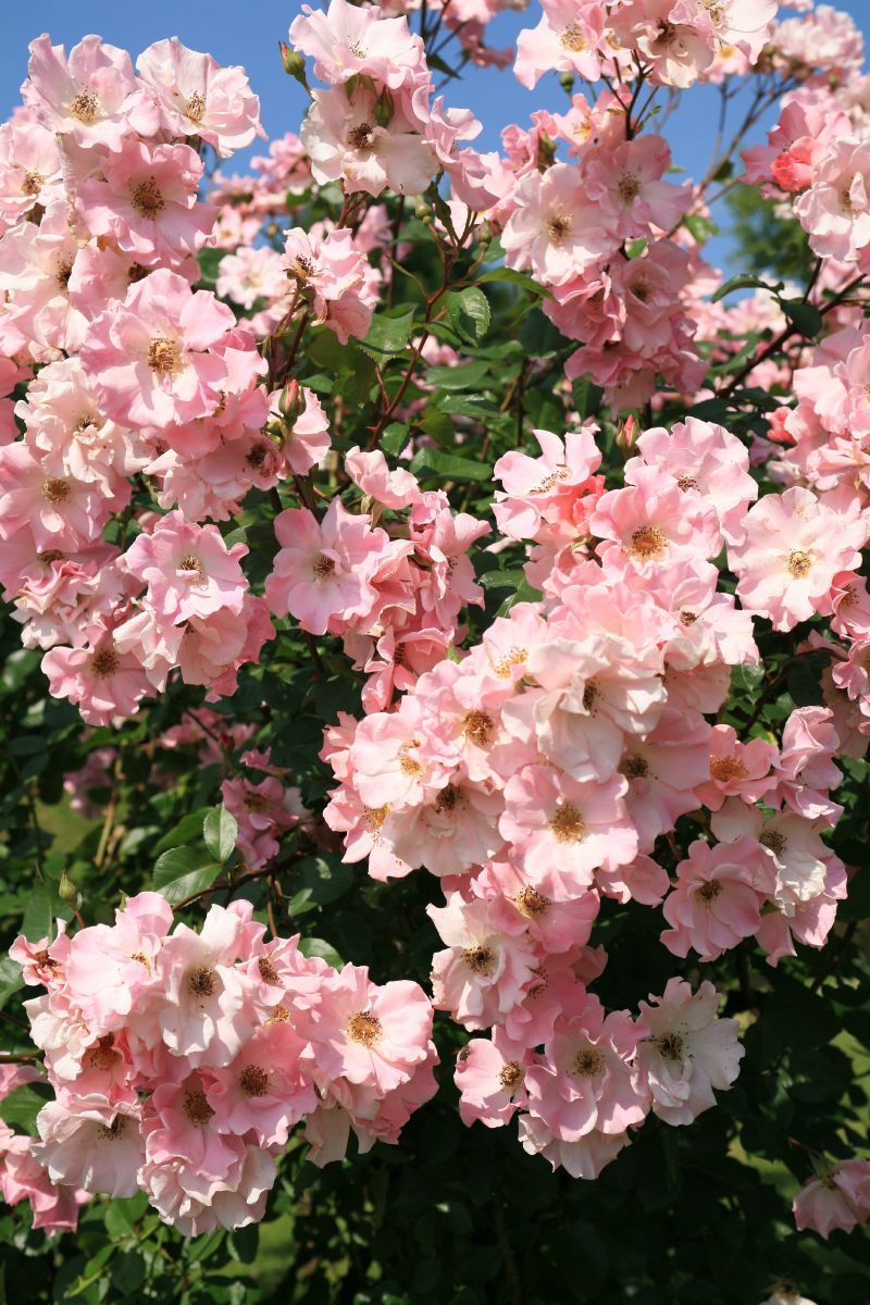 Sparrieshoop Strauchrose (anspruchslos)