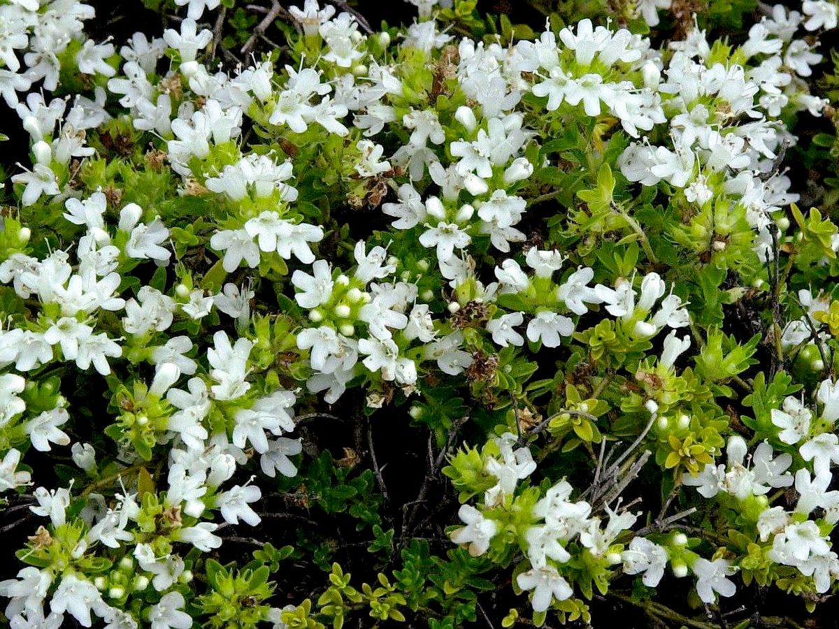 Polsterthymian Albiflorus