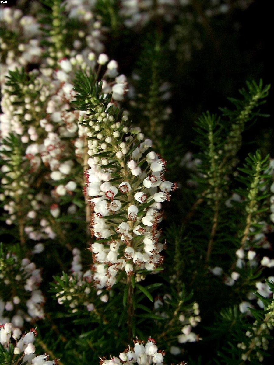Cornwallheide Lyonesse Cornwallheide Lyonesse