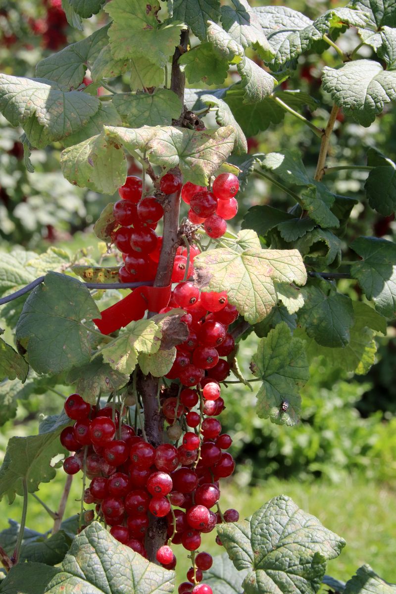 Johannisbeere Haronia (S)