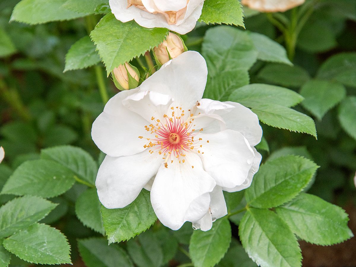 Jacqueline du Pré® Strauchrose (öfter blühend, leichter Duft)
