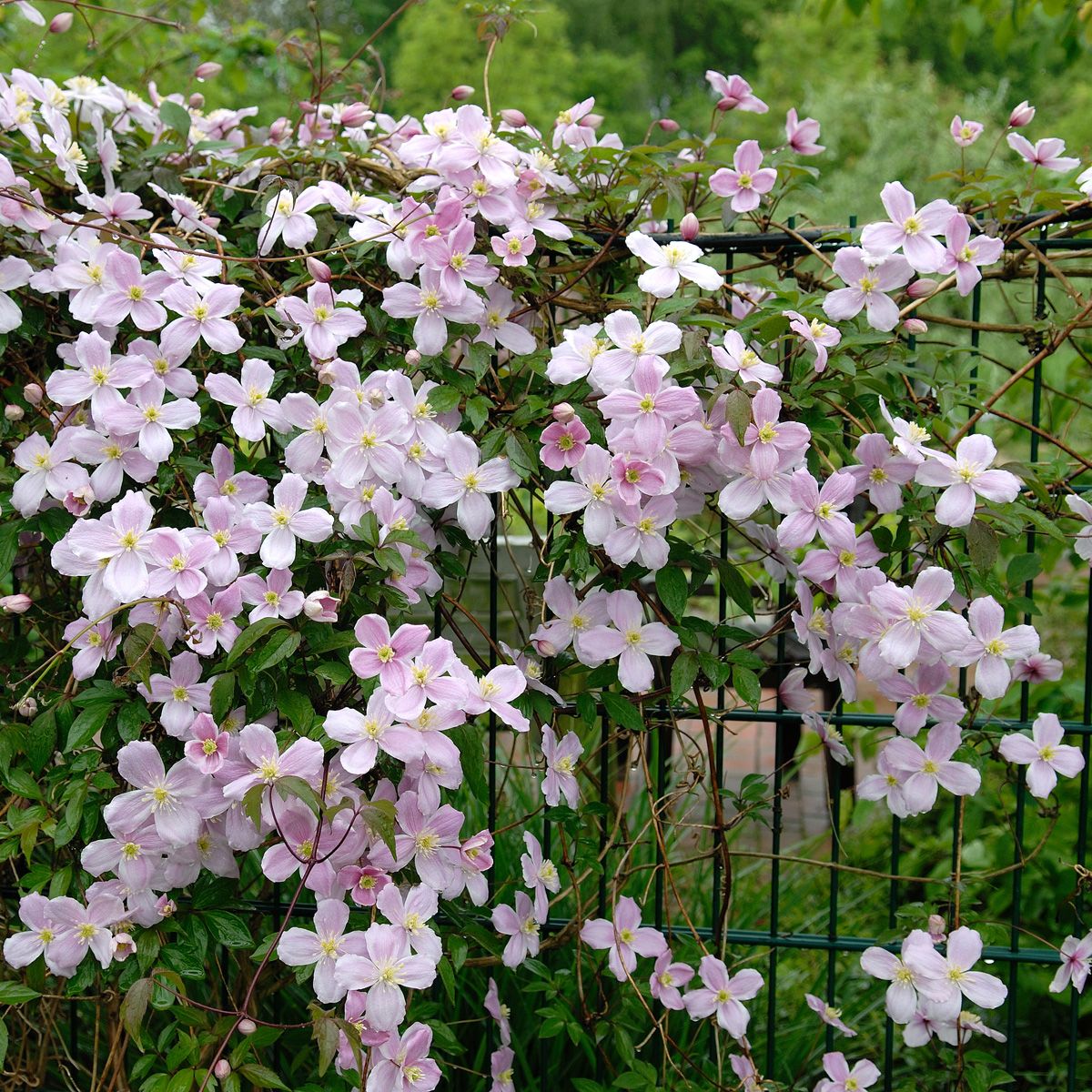 Bergwaldrebe Mayleen
