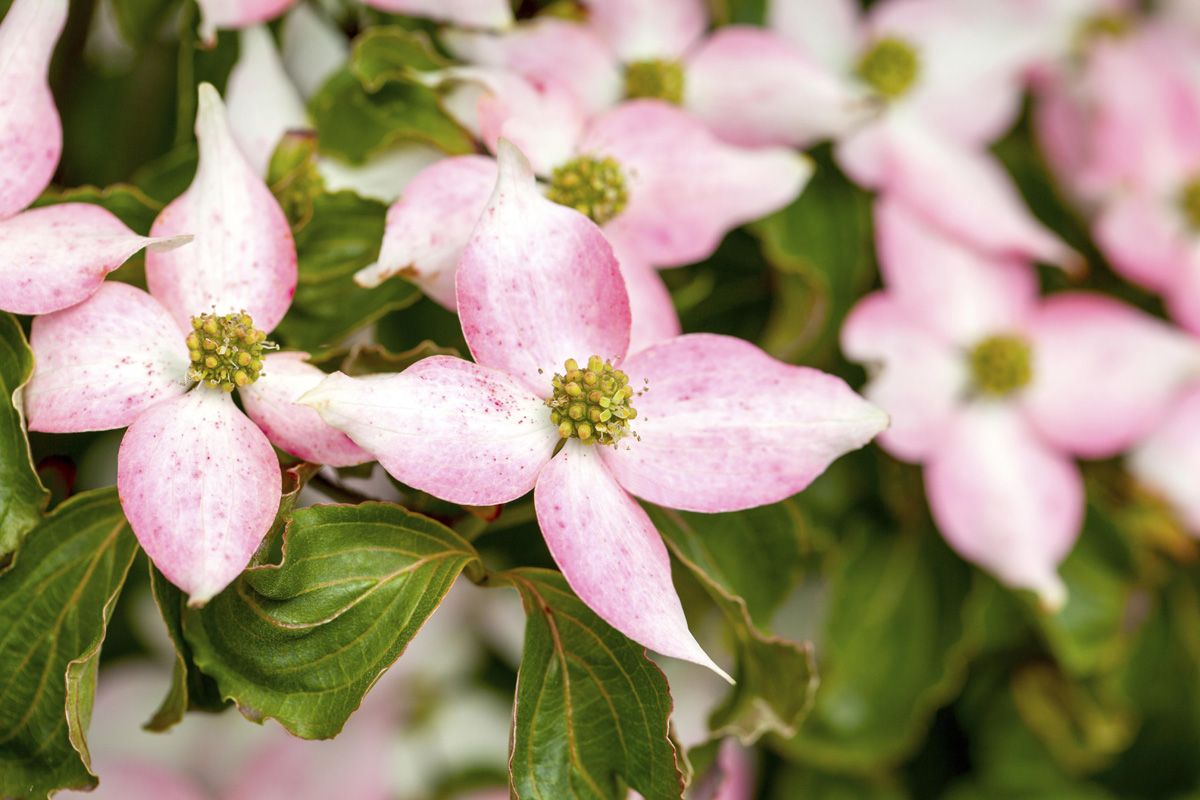 Japanischer Blumenhartriegel Beni Fujii