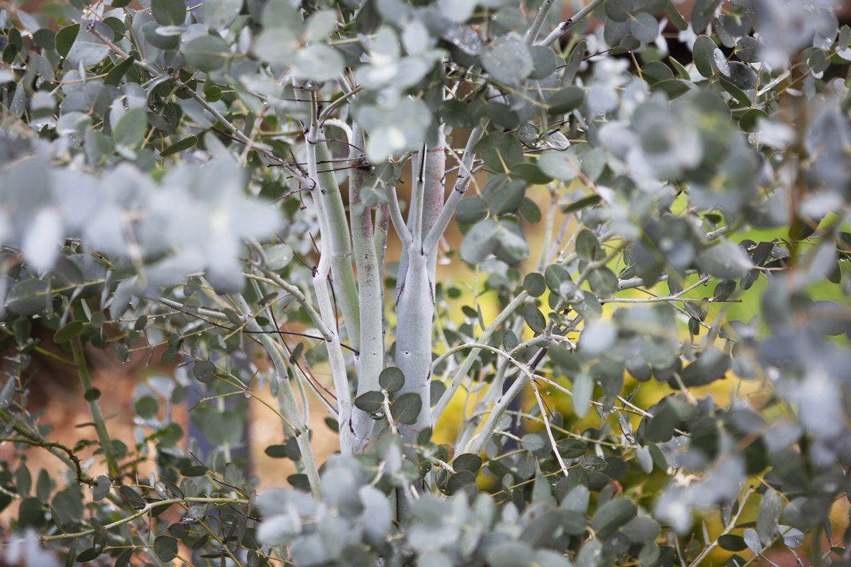 Eukalyptus Silverana
