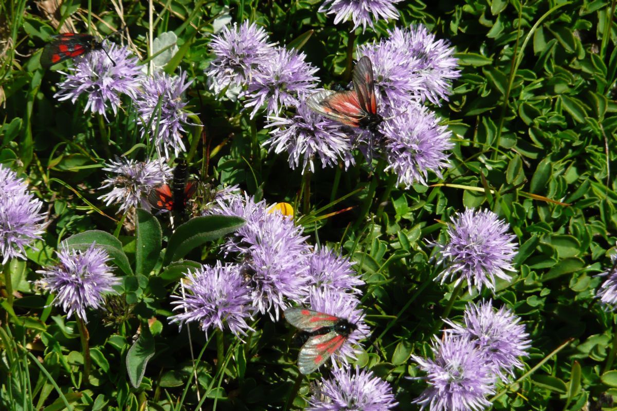 Kugelblume