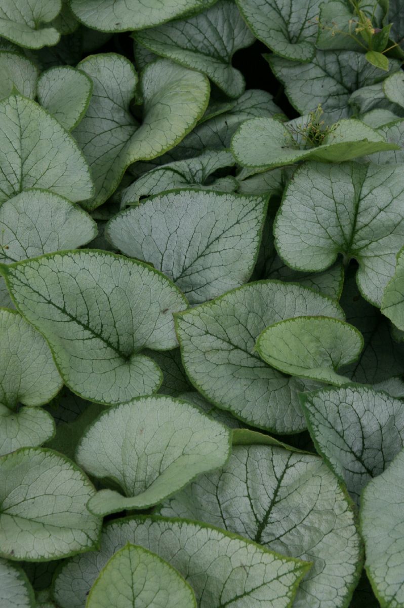 Kaukasusvergissmeinnicht Looking Glass Kaukasusvergissmeinnicht Looking Glass