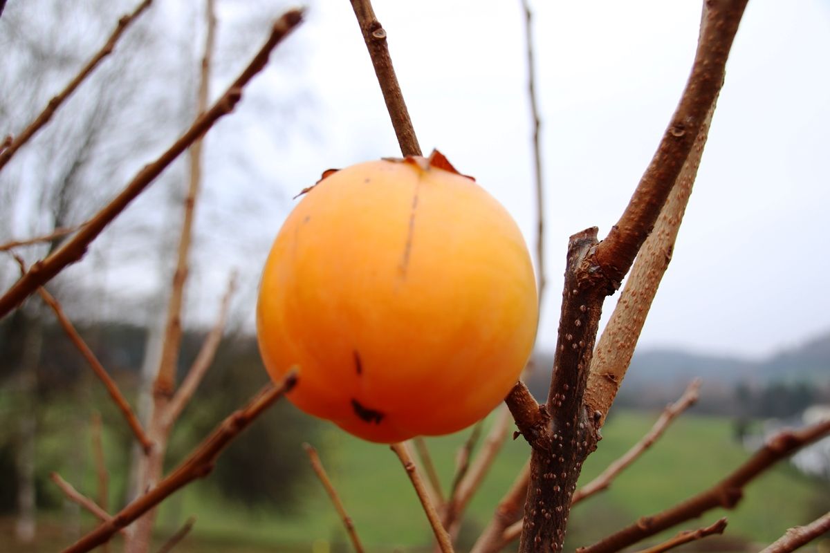 Kaki Rojo Brillante Kaki Rojo Brillante