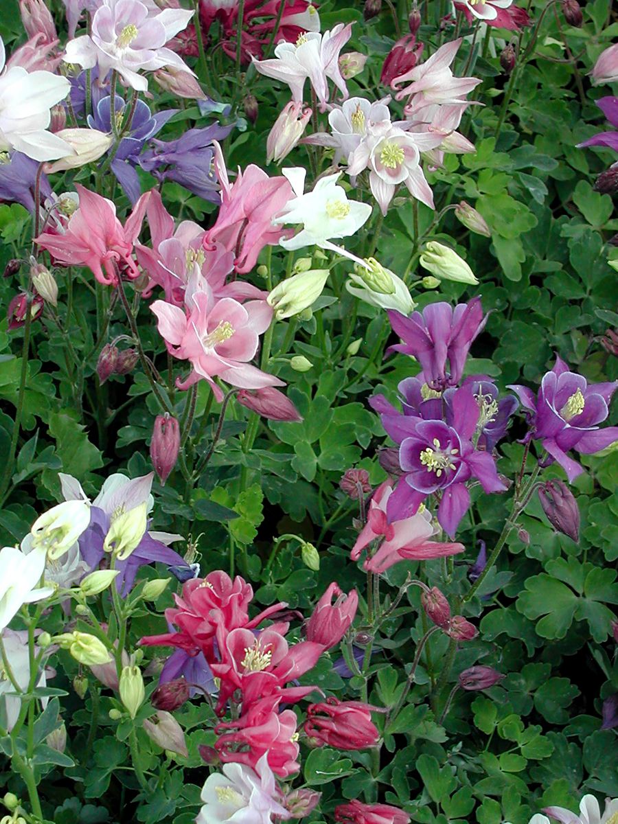 Akelei McKana Hybrids