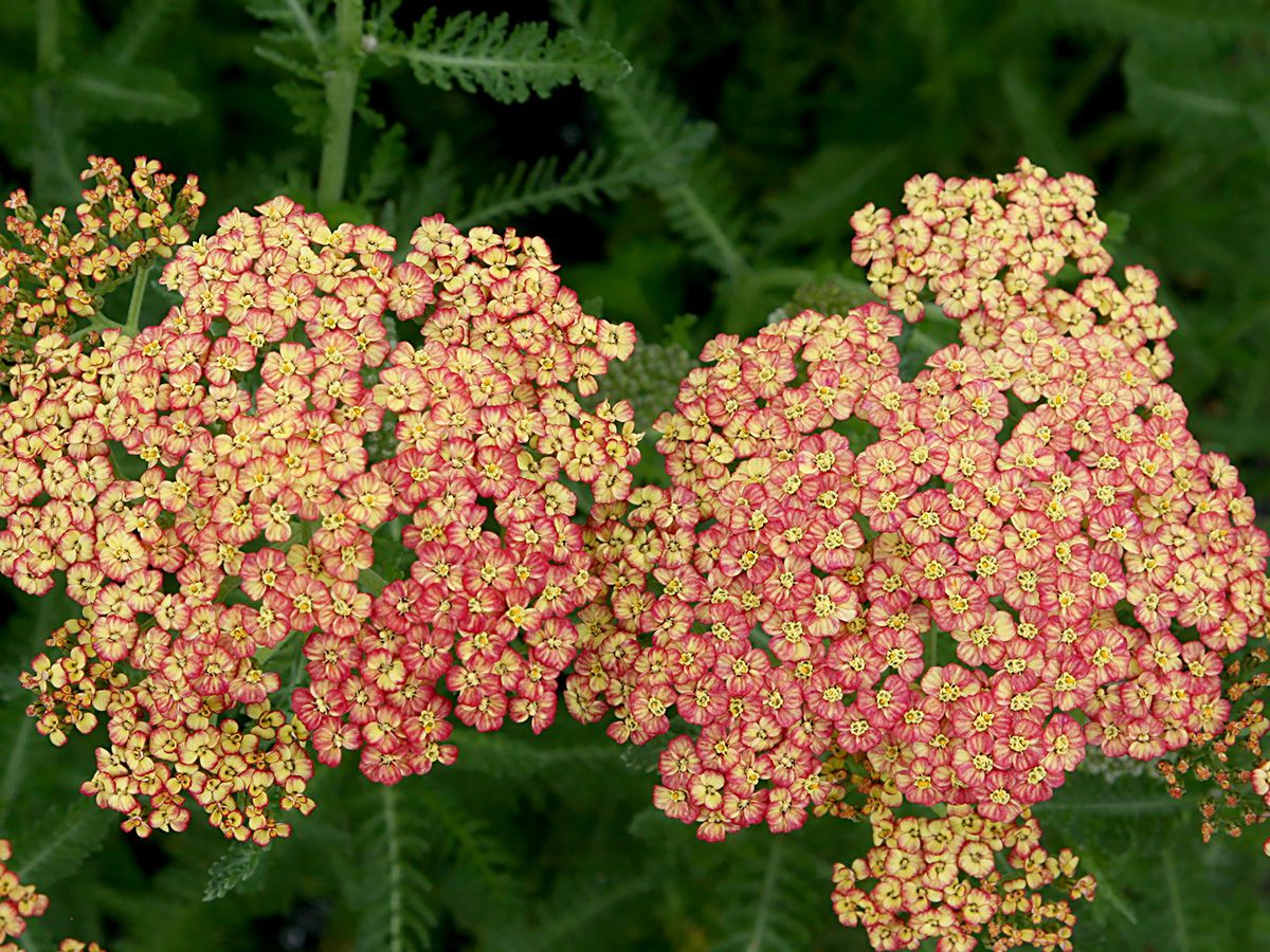 Schafgarbe Tricolor